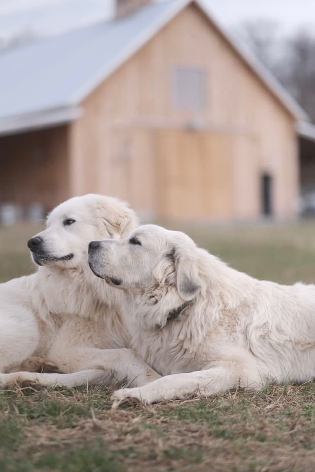 Great Pyrenees Puppies media 2