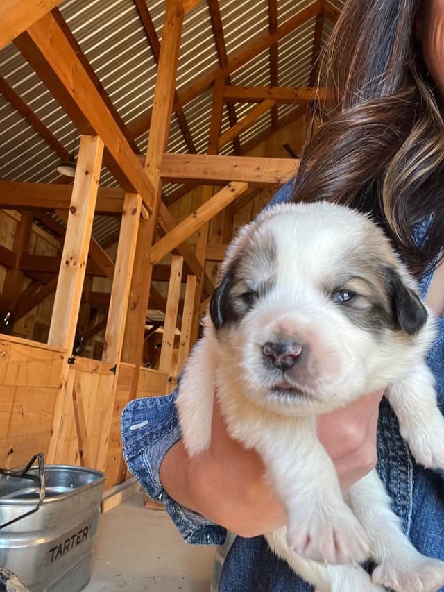 Great Pyrenees Puppies media 3