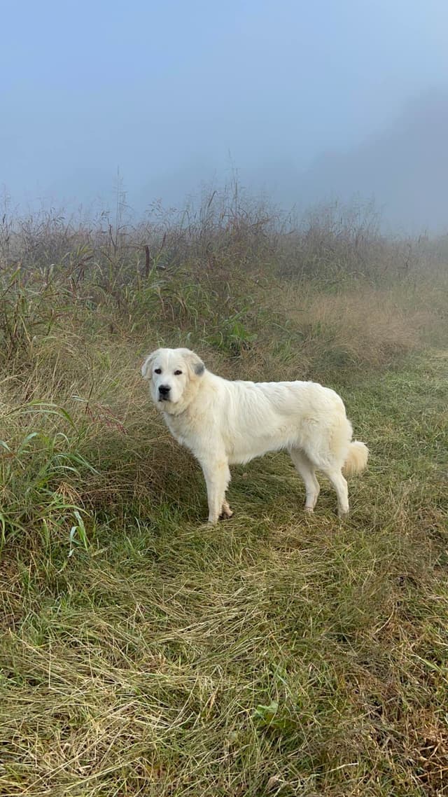 Great Pyrenees Puppies media 4