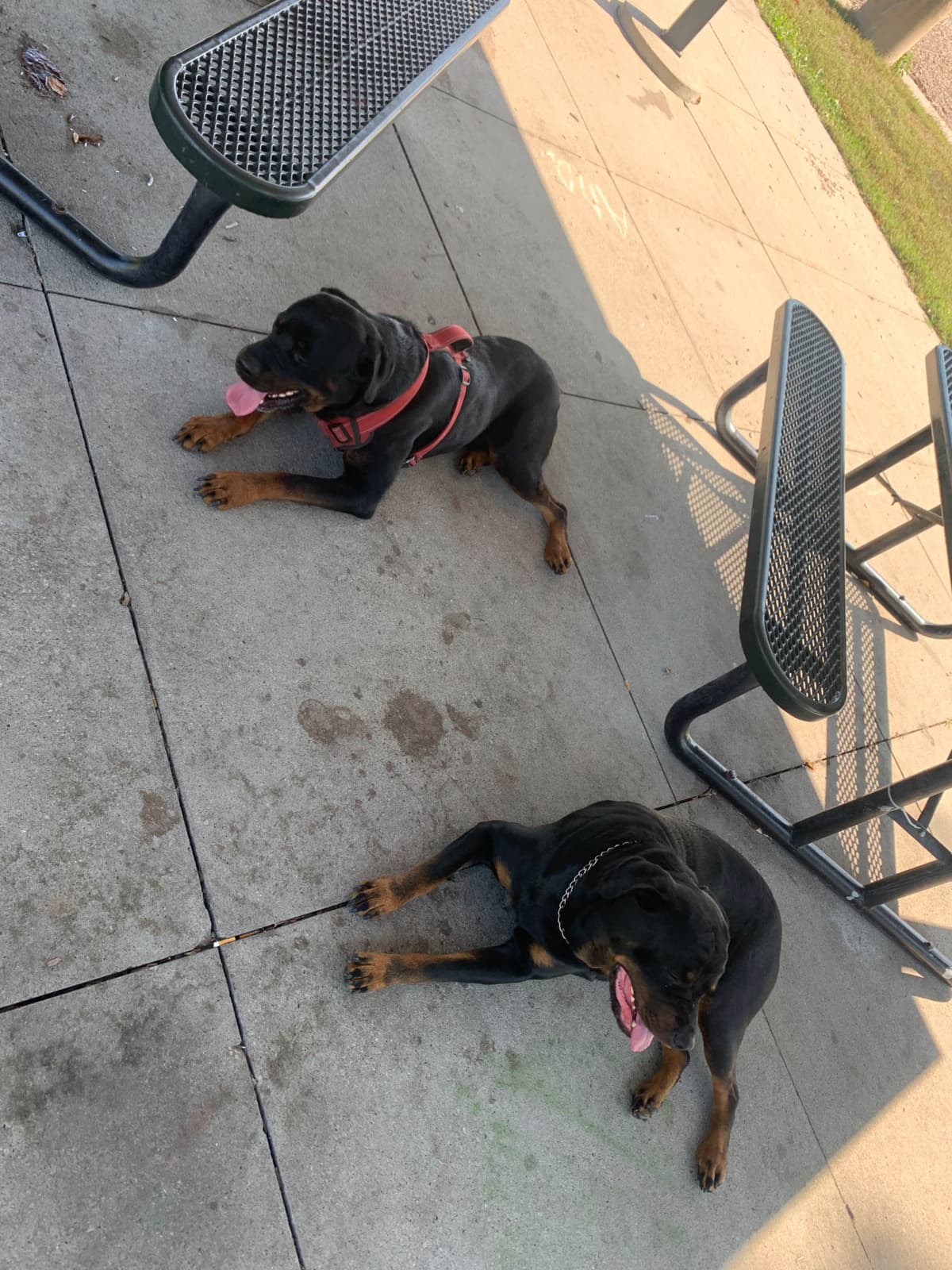 Rottweiler Puppies breeder image 3