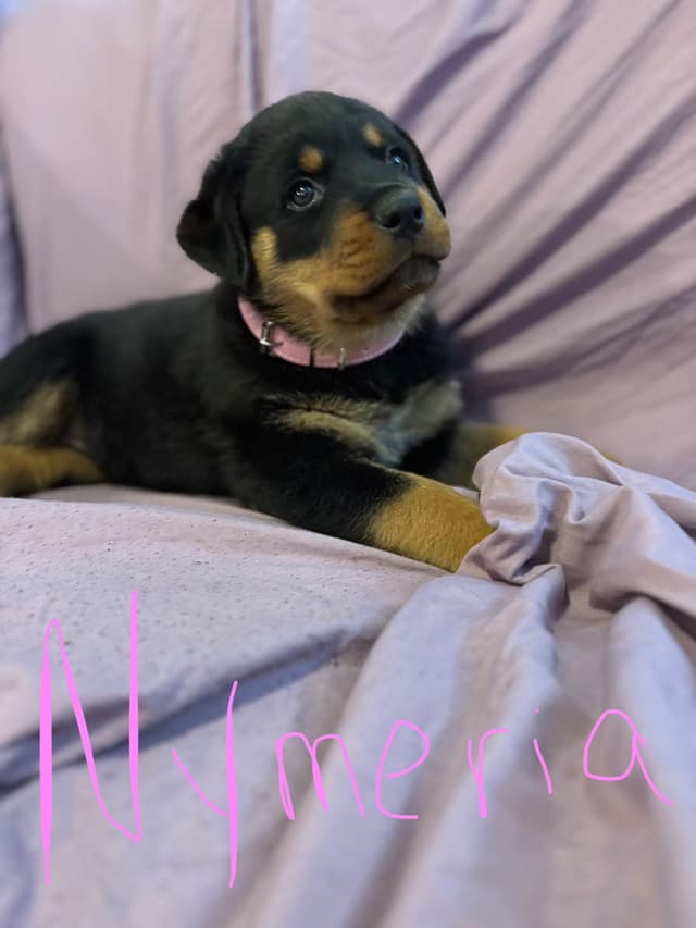 Rottweiler Puppies media 2