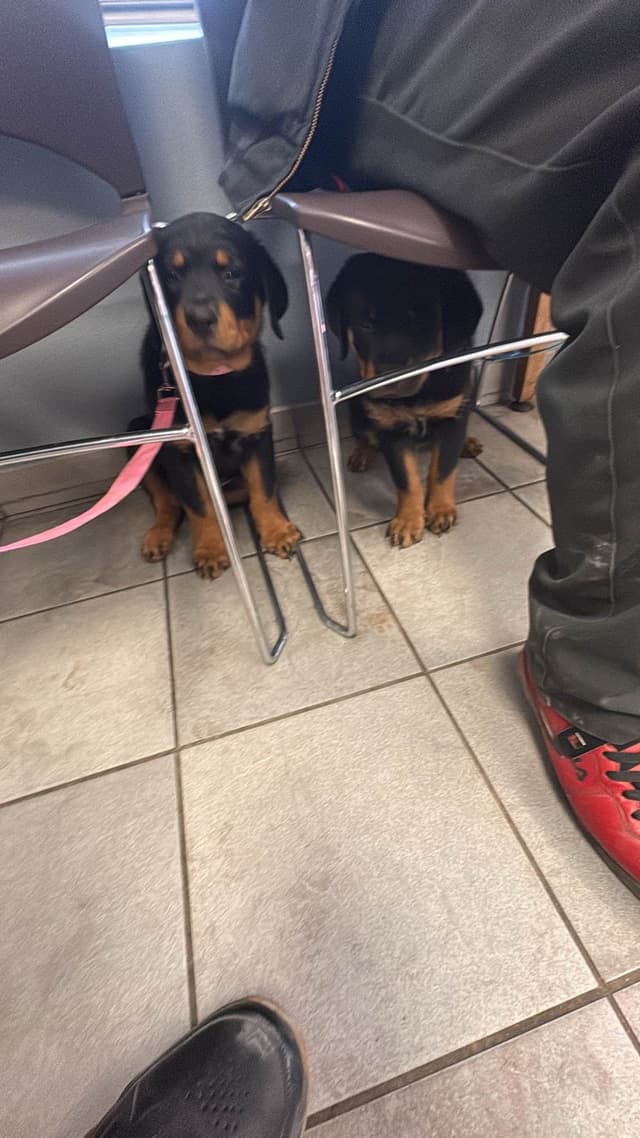Rottweiler Puppies media 3