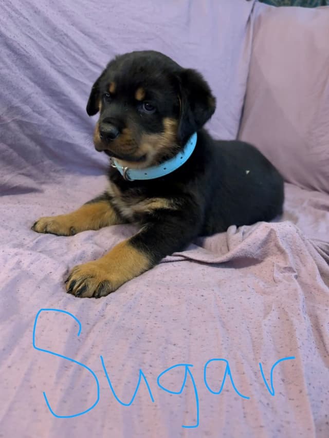 Rottweiler Puppies media 4