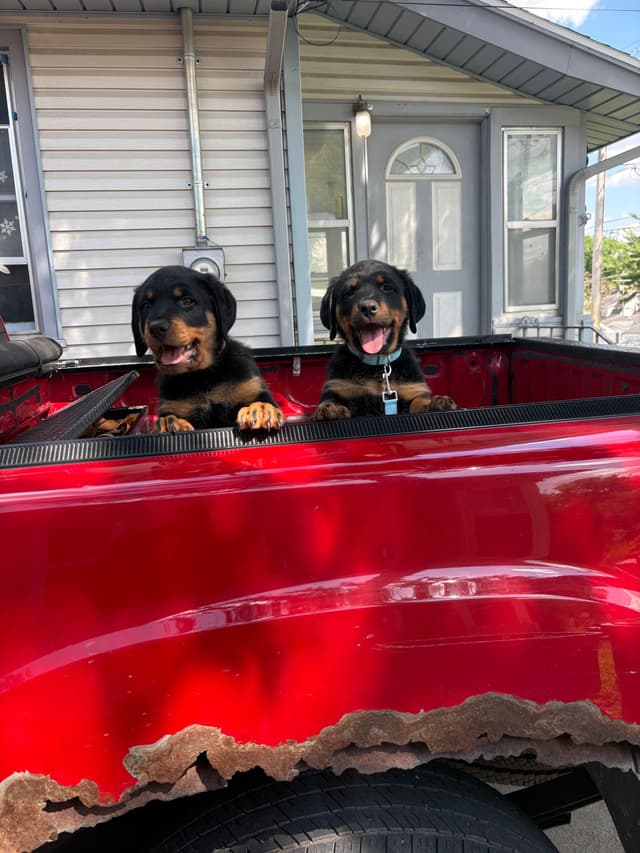 Rottweiler Puppies media 5
