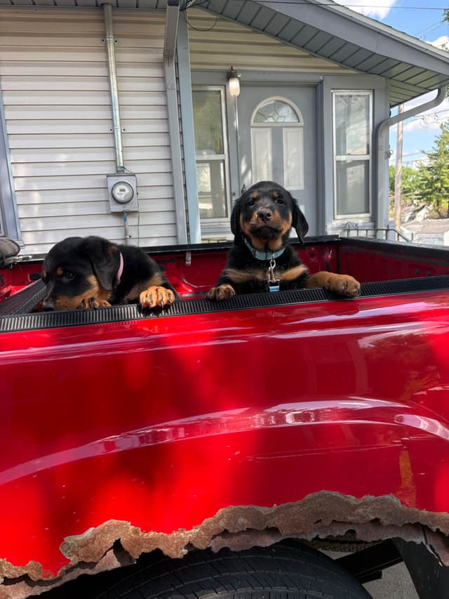 Rottweiler Puppies media 7
