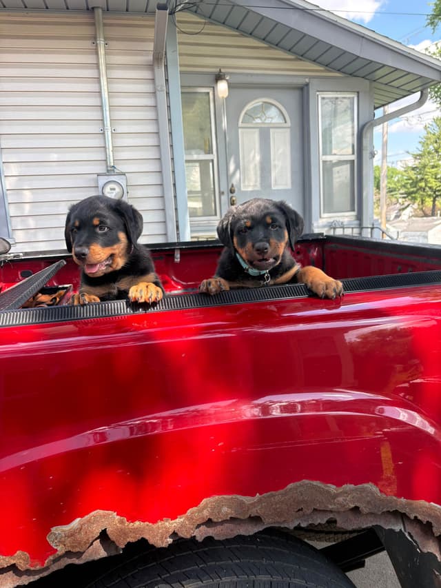 Rottweiler Puppies media 8