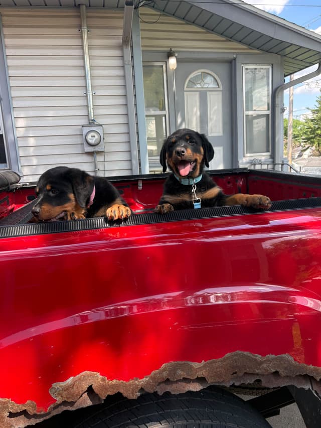 Rottweiler Puppies media 9