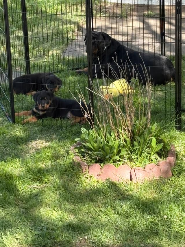 Rottweiler Puppies media 10
