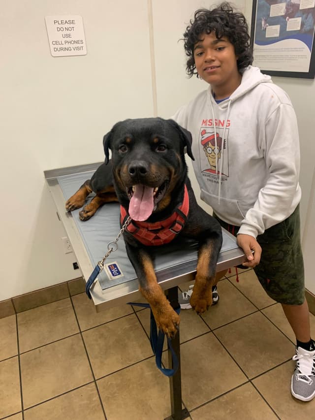Rottweiler Puppies media 11