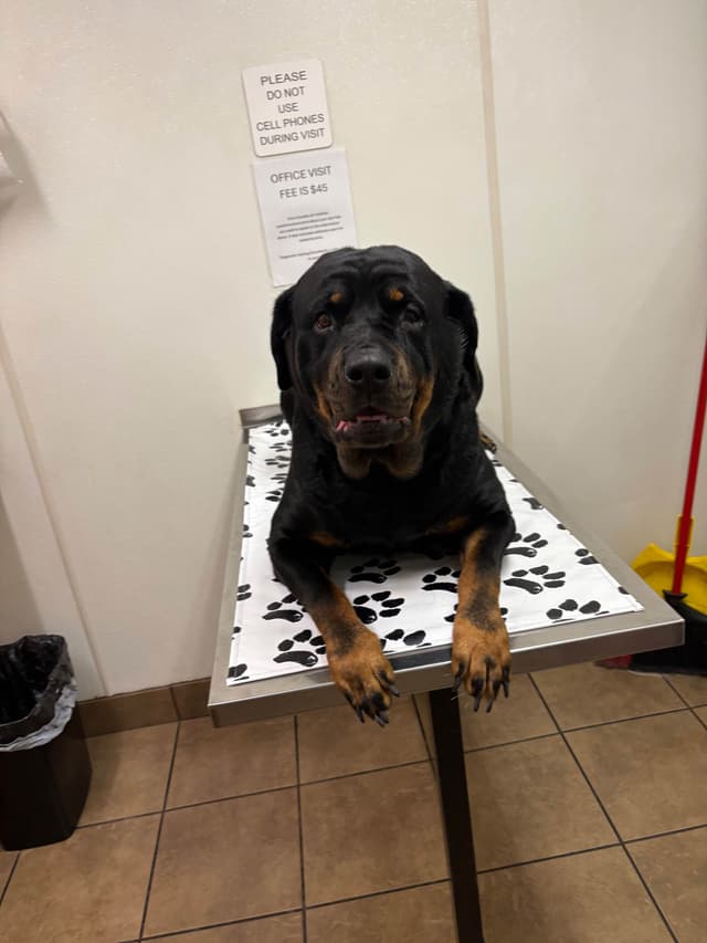 Rottweiler Puppies media 12