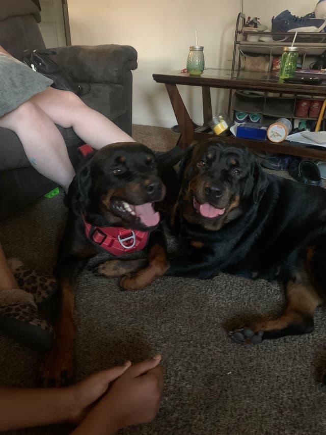 Rottweiler Puppies media 13