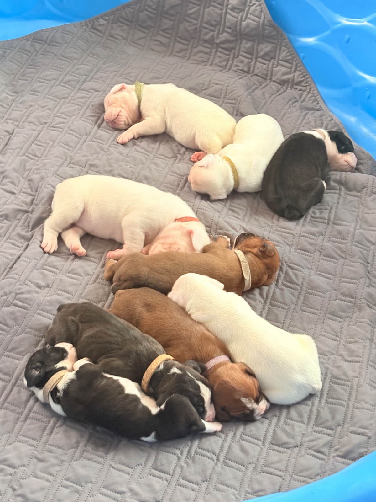 Boxer Puppies breeder image 11