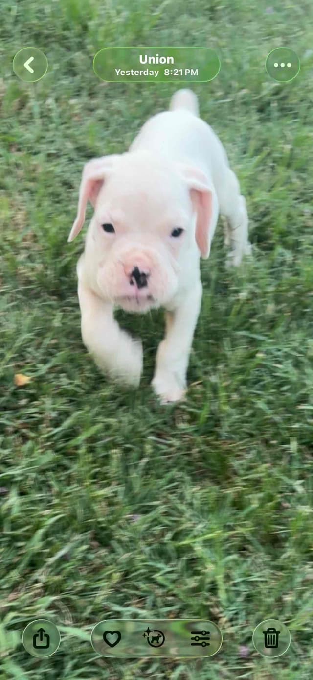 Boxer Puppies media 3