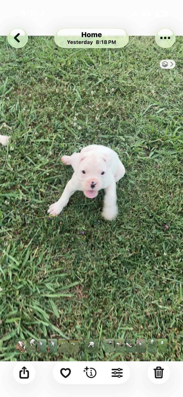 Boxer Puppies media 4