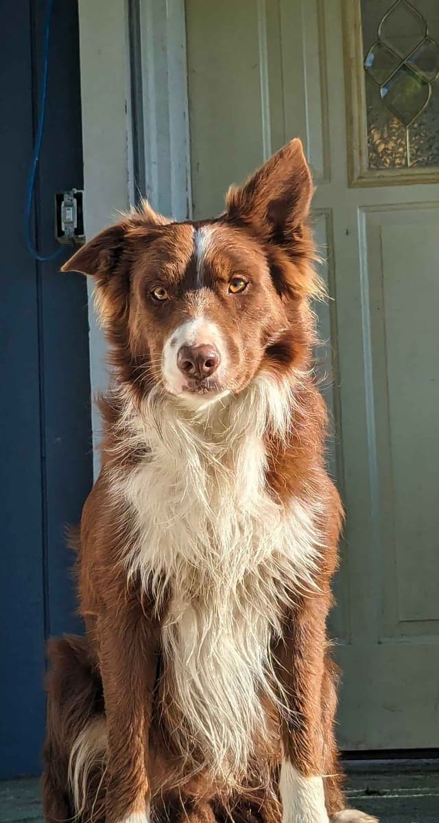 Border Collie Puppies media 2