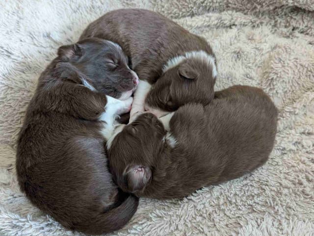 Border Collie Puppies media 3