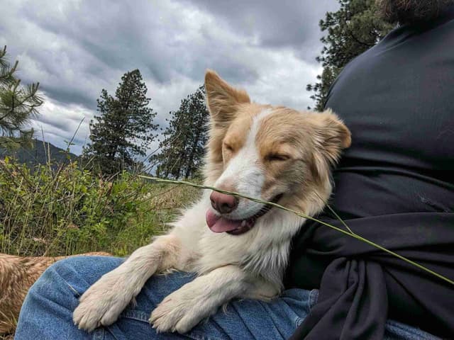 Border Collie Puppies media 4