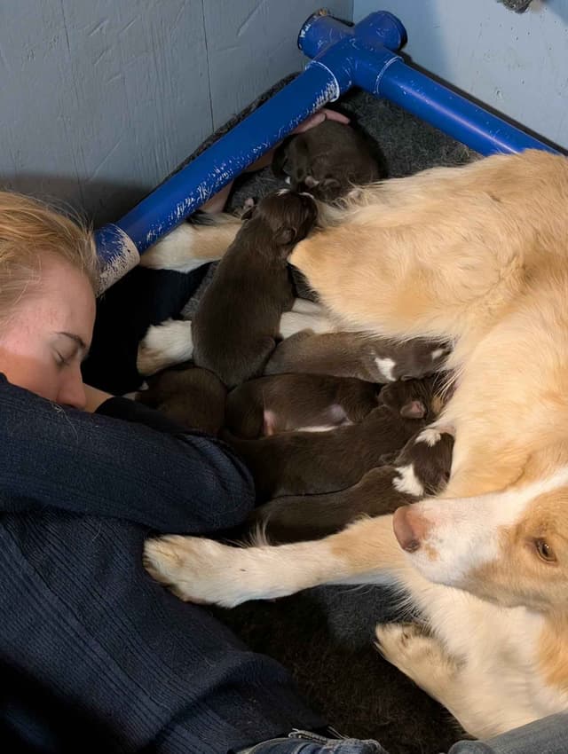 Border Collie Puppies media 5