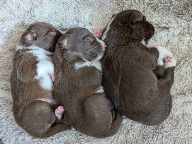 Border Collie Puppies media 6