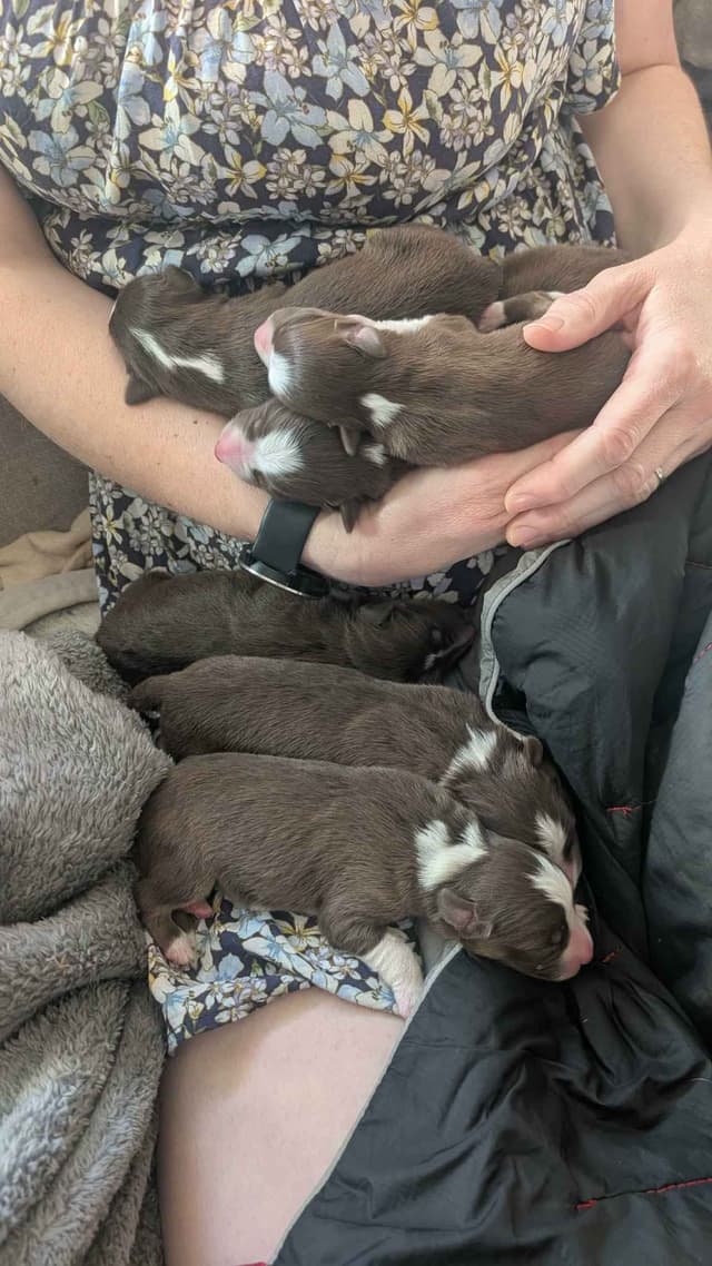 Border Collie Puppies media 7