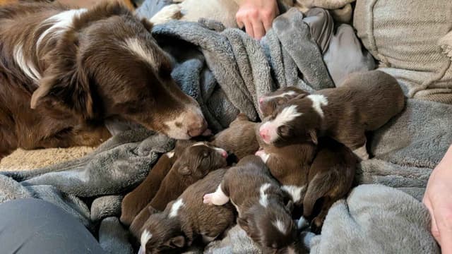 Border Collie Puppies media 8