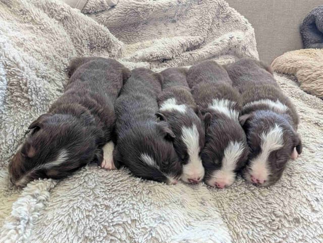 Border Collie Puppies media 9