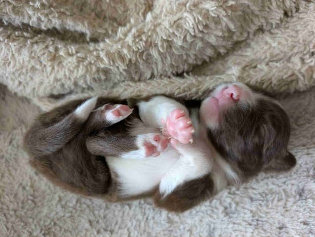 Border Collie Puppies media 12