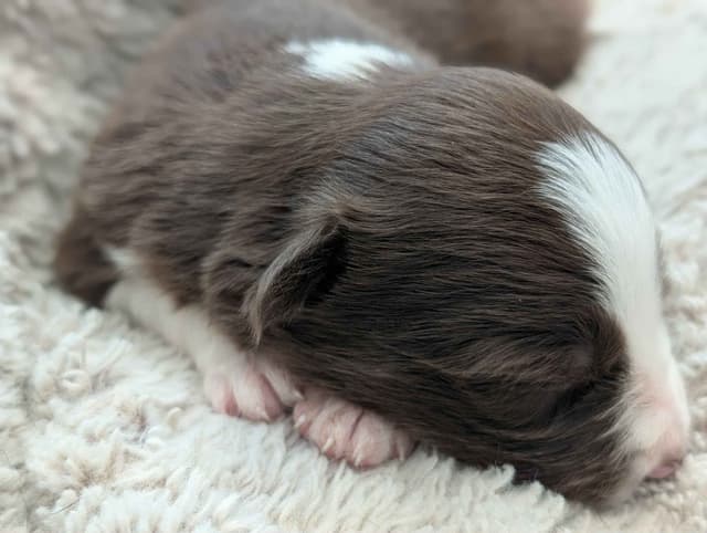 Border Collie Puppies media 13