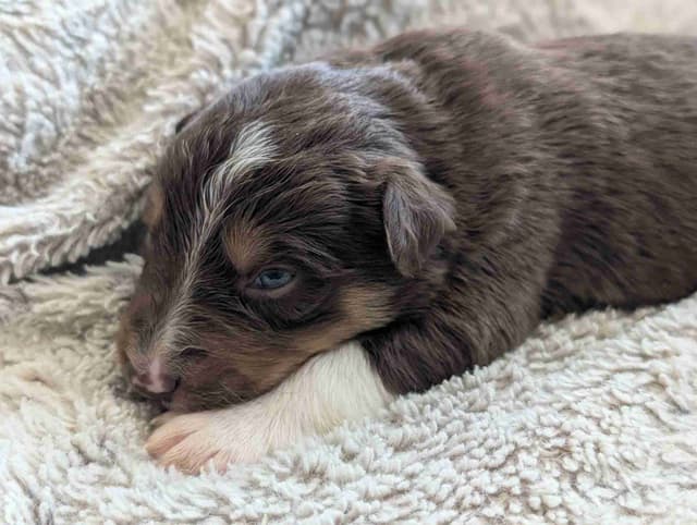 Border Collie Puppies media 14