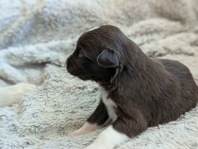 Border Collie Puppies media 16