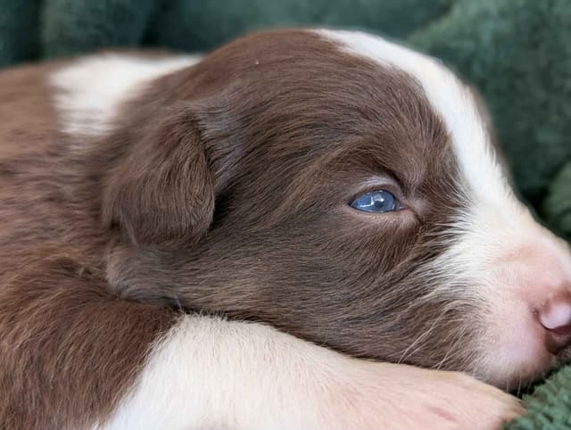 Border Collie Puppies media 17