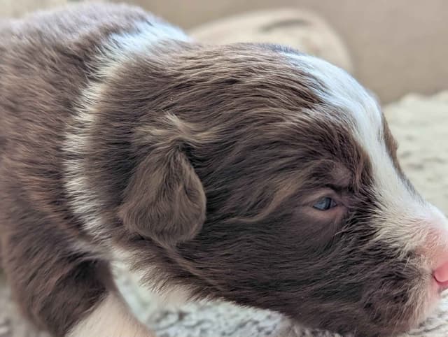 Border Collie Puppies media 18
