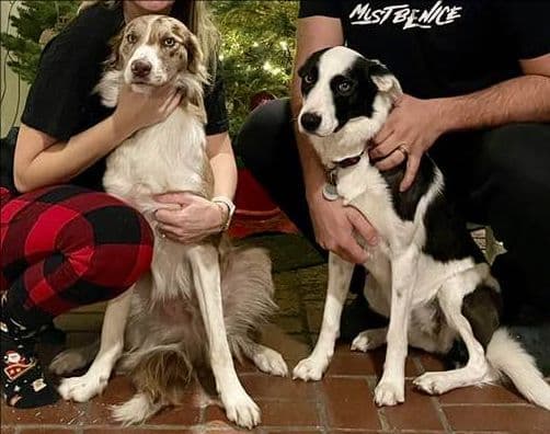 Border Collie Puppies breeder image 3