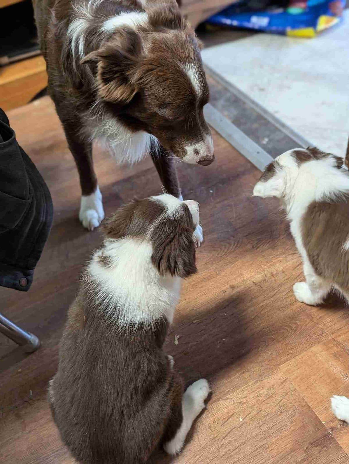 Border Collie Puppies breeder image 5
