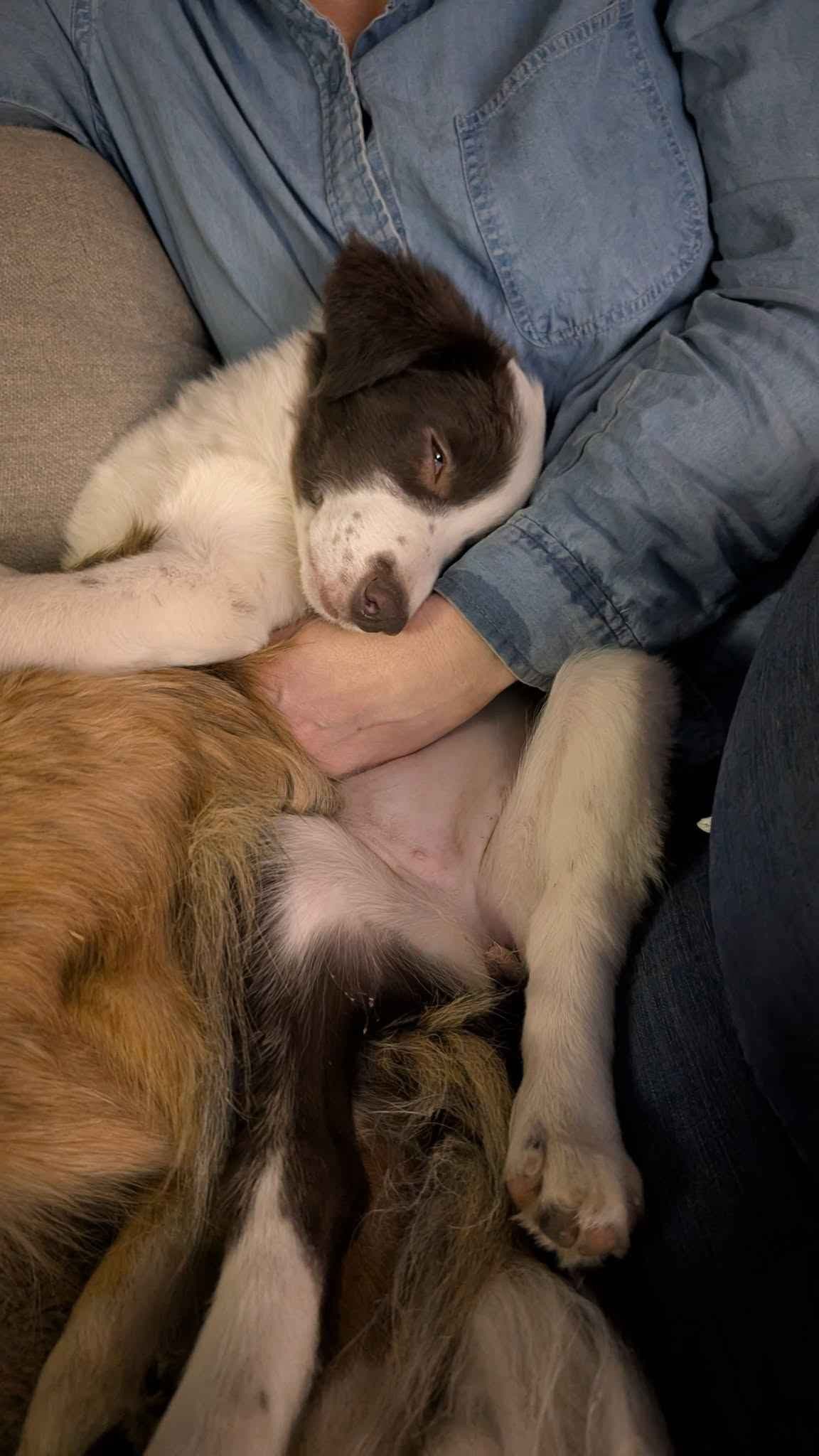 Border Collie Puppies breeder image 6