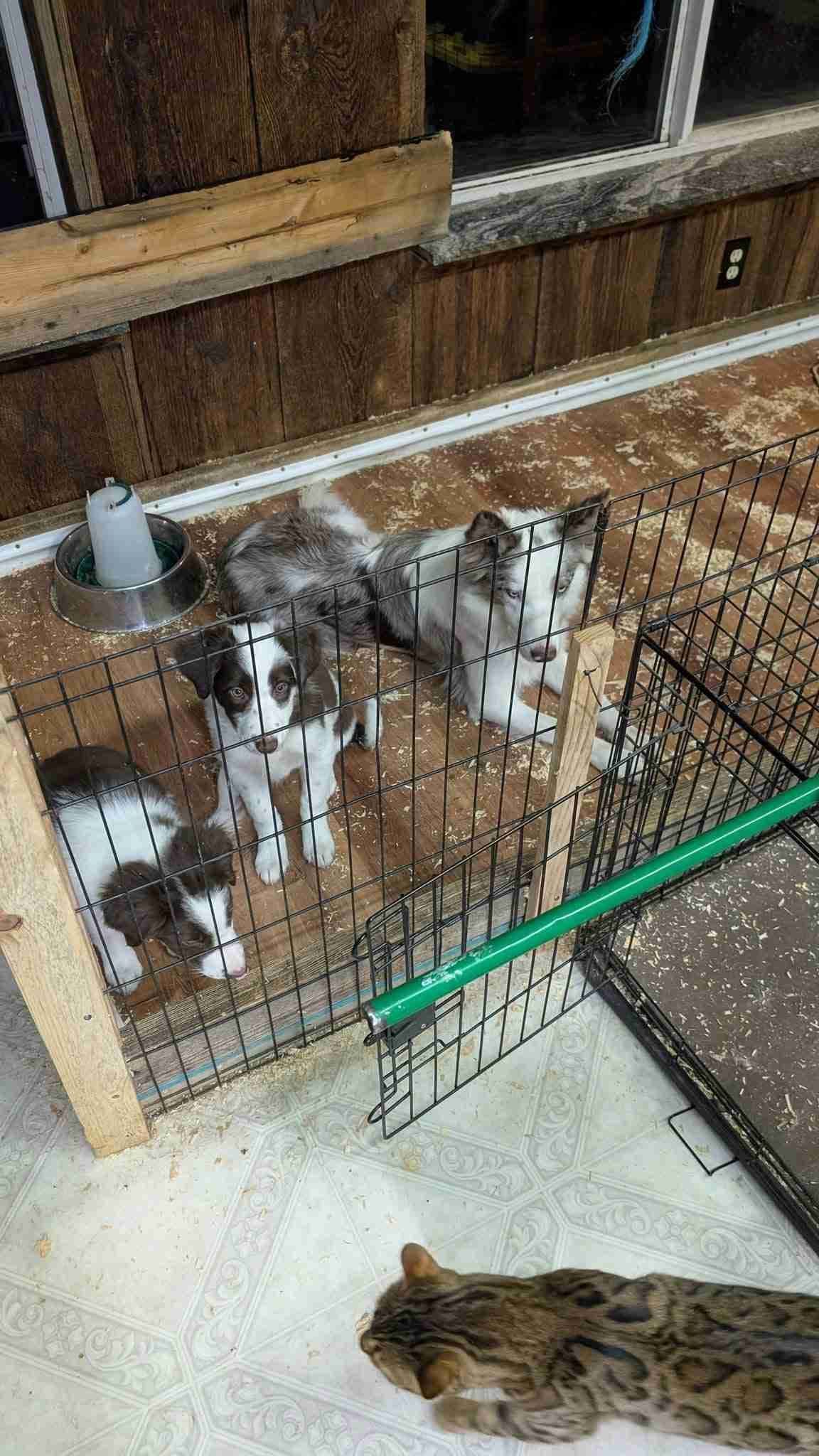 Border Collie Puppies breeder image 7