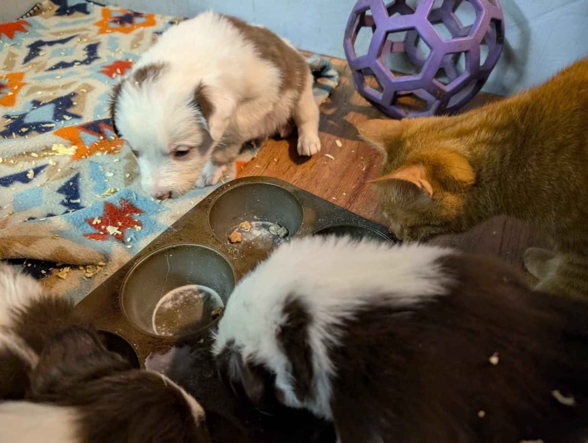 Border Collie Puppies breeder image 8