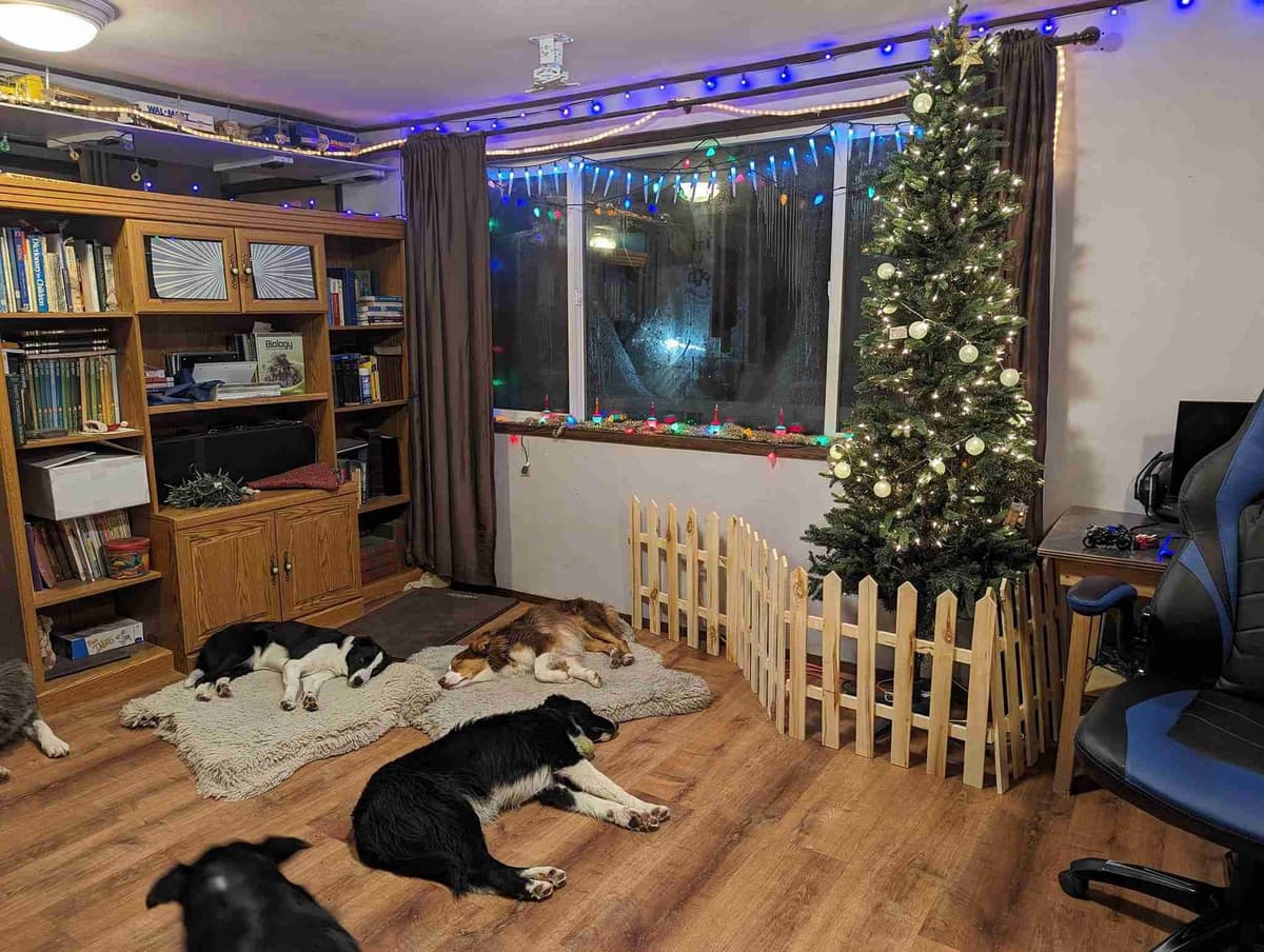 Border Collie Puppies breeder image 9