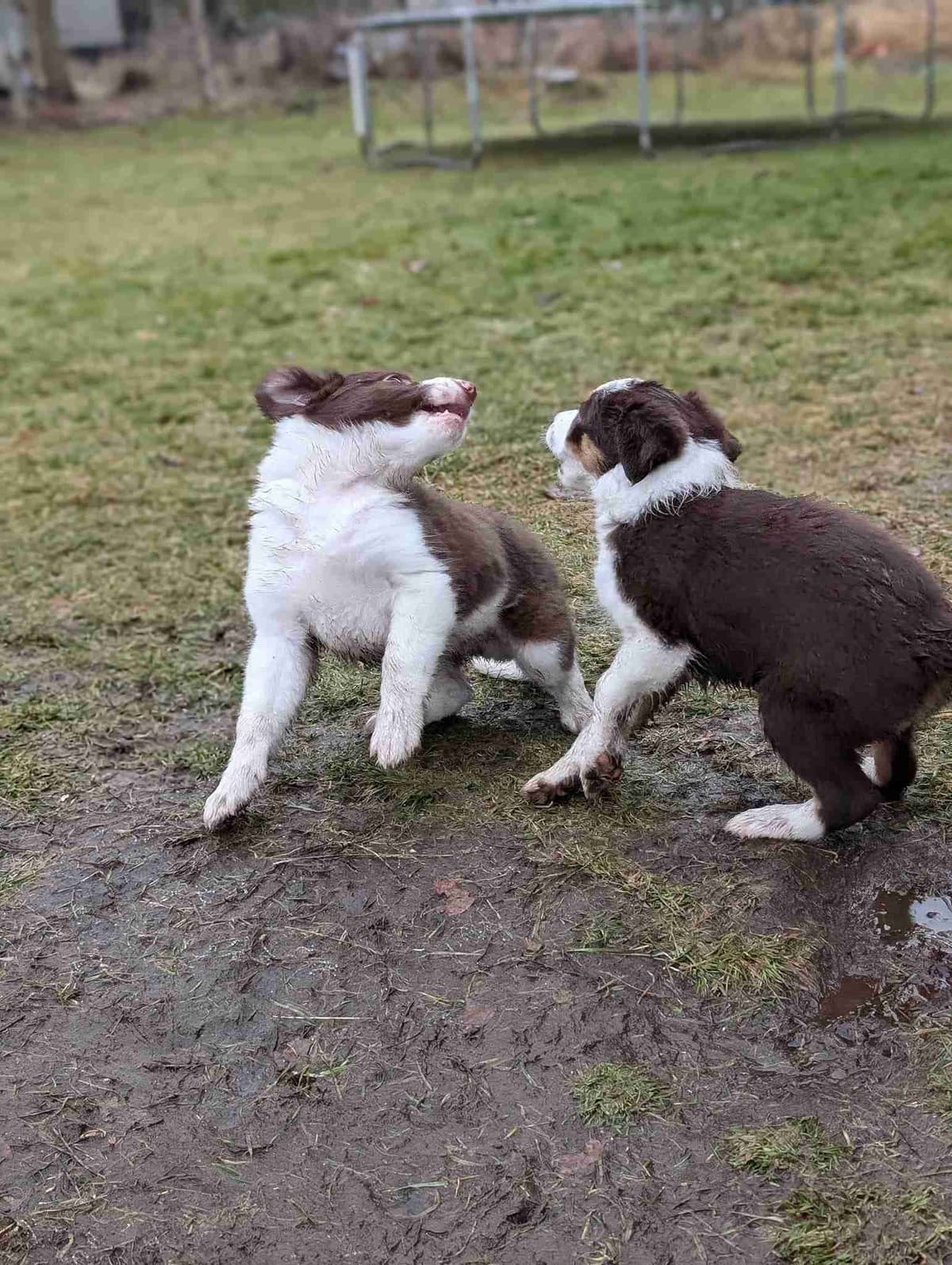 Border Collie Puppies breeder image 10