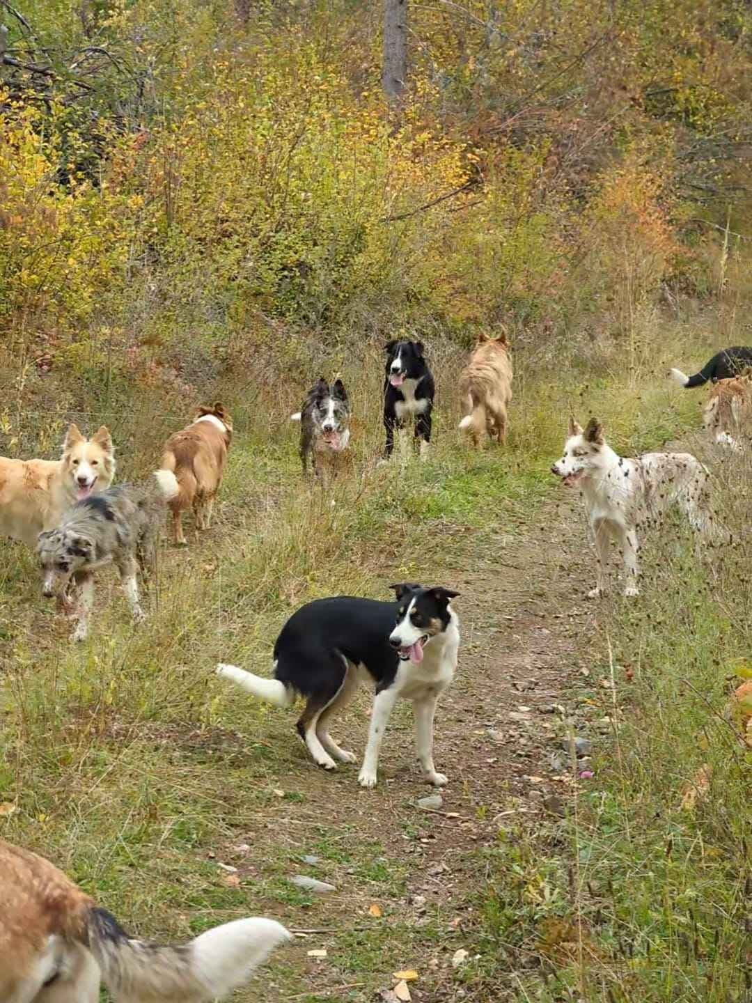 Border Collie Puppies breeder image 11