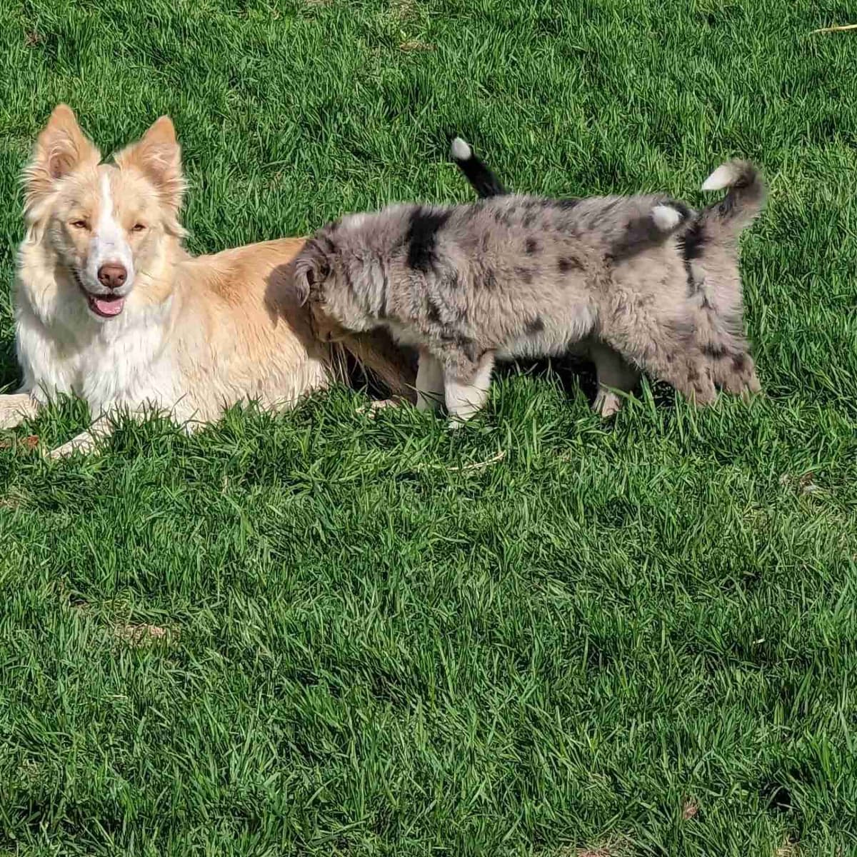 Border Collie Puppies breeder image 13