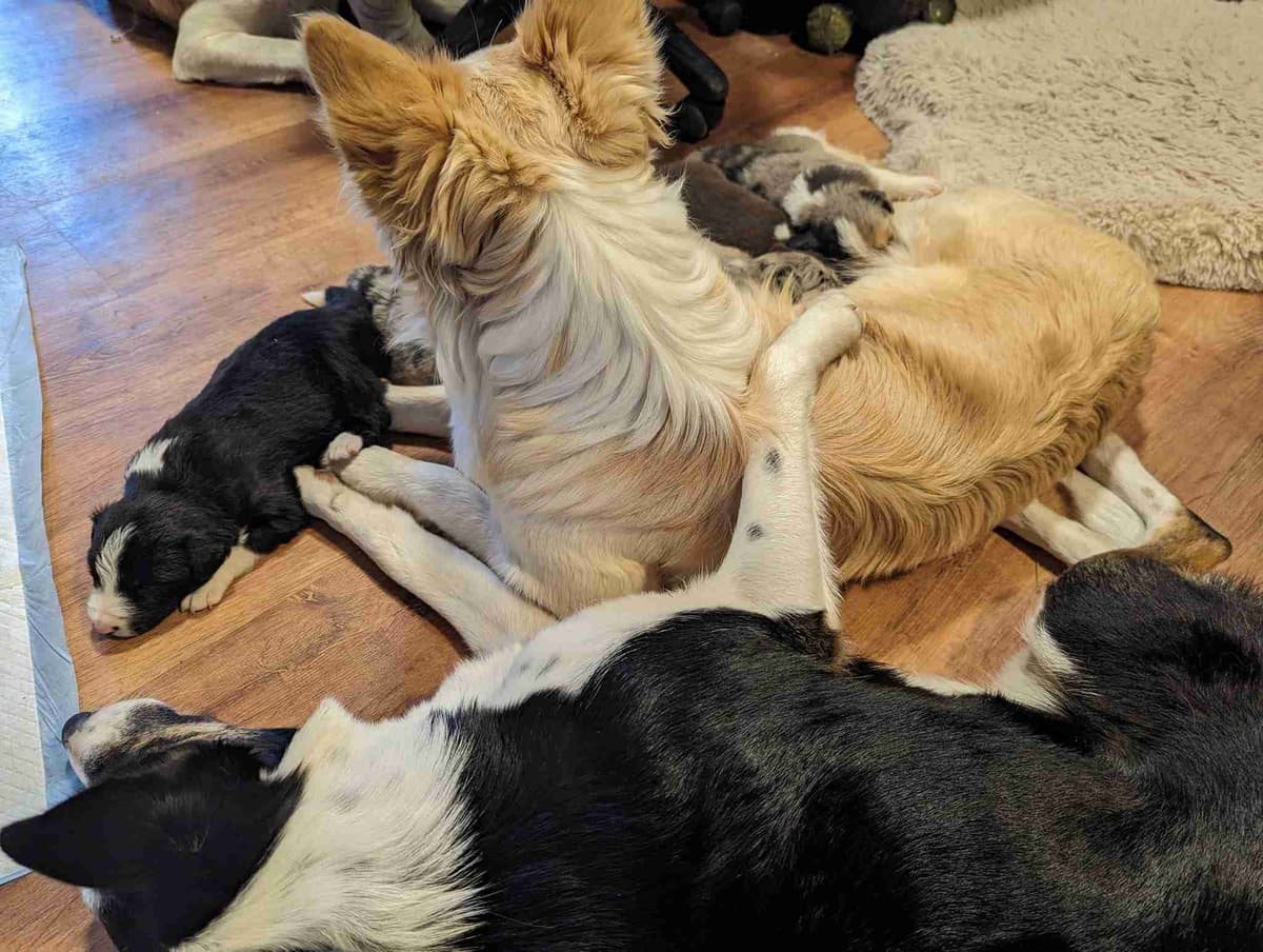 Border Collie Puppies breeder image 17
