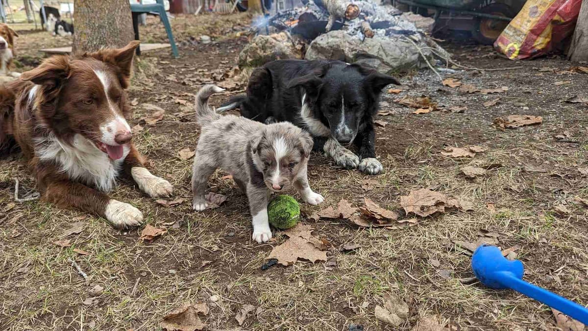 Border Collie Puppies breeder image 22