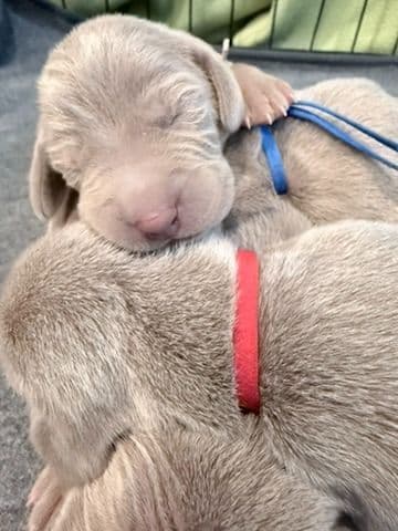 Desert Crest Weimaraners breeder image 1