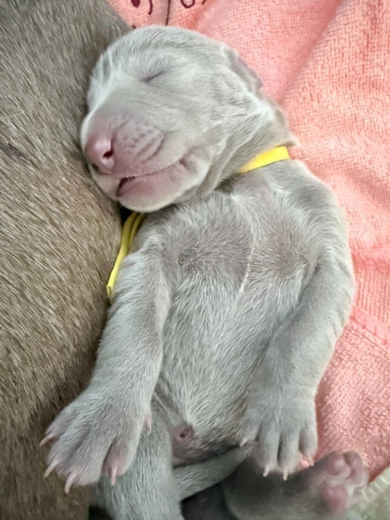 Desert Crest Weimaraners breeder image 3