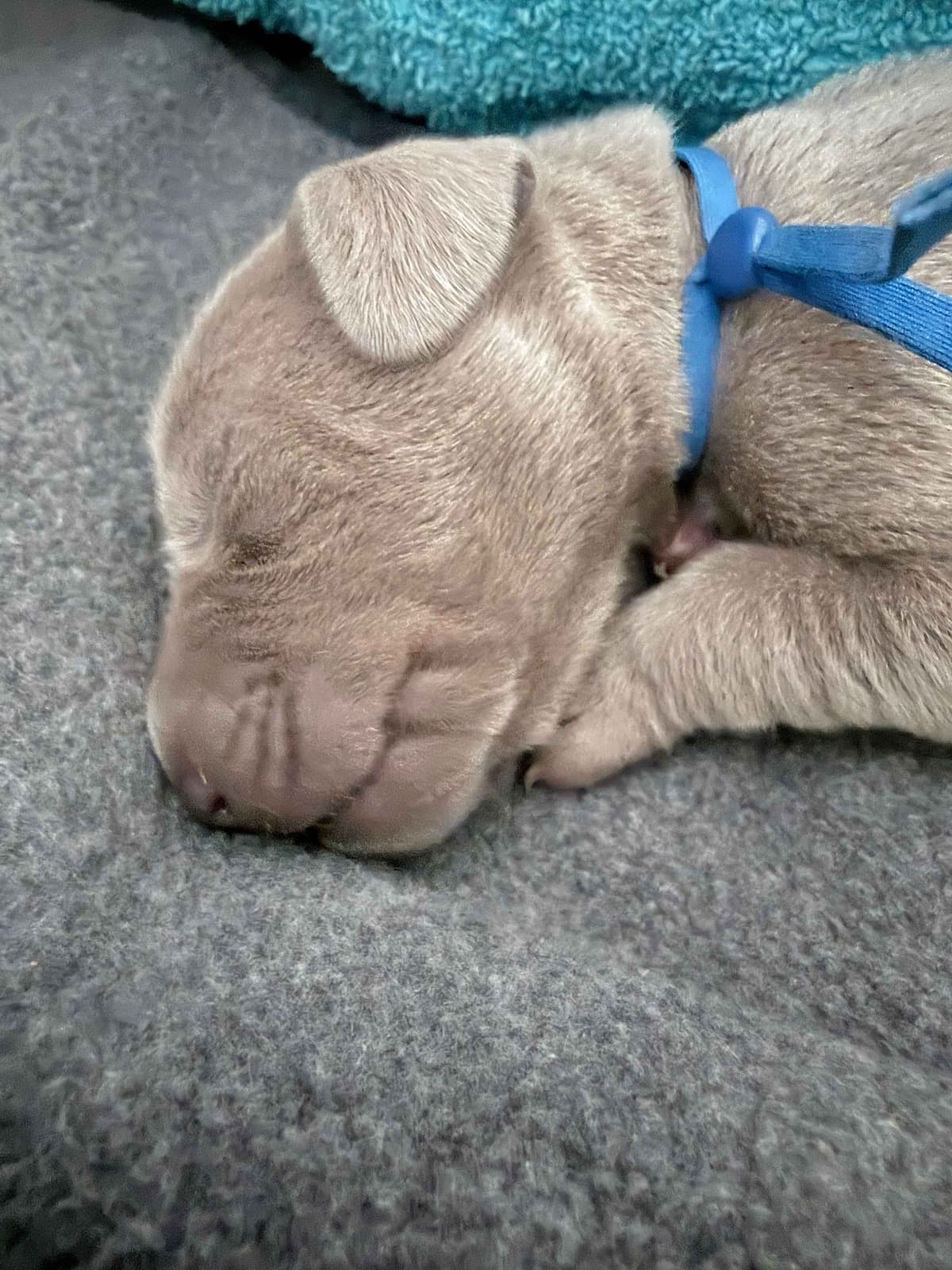 Desert Crest Weimaraners breeder image 4
