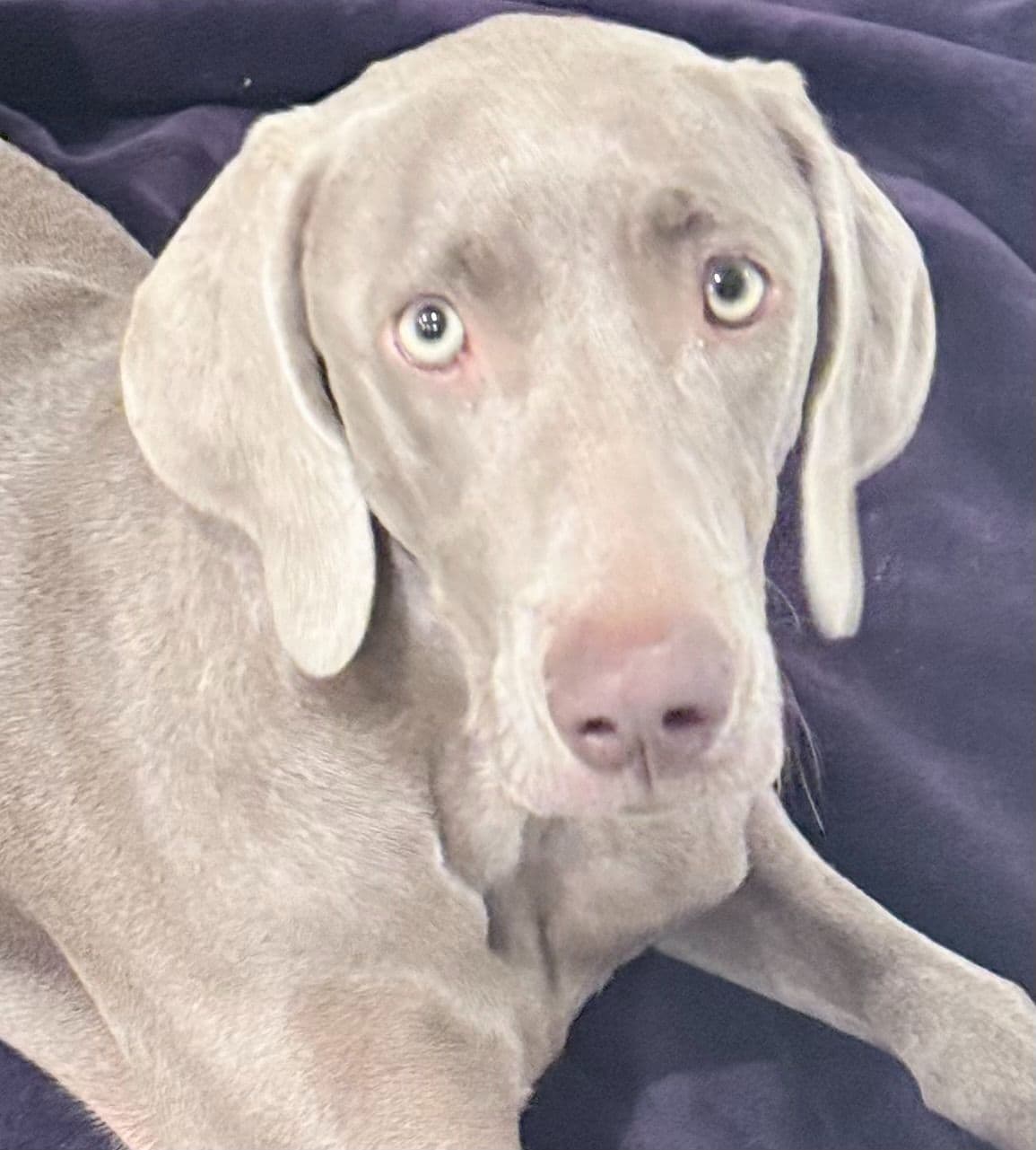 Desert Crest Weimaraners breeder image 6