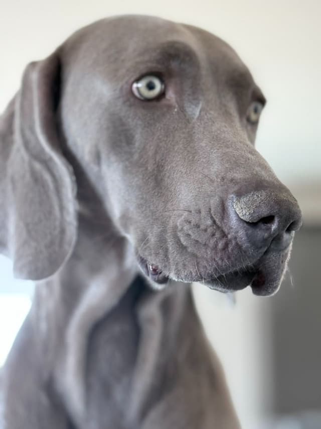 Desert Crest Weimaraners media 8