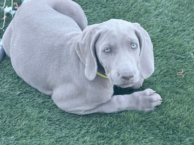 Desert Crest Weimaraners media 2