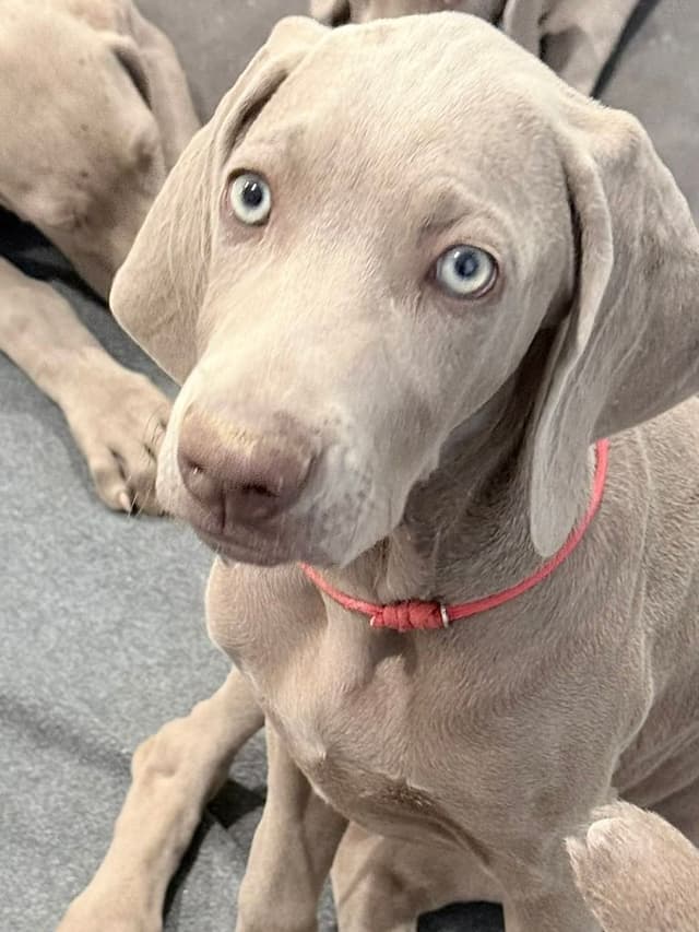 Desert Crest Weimaraners media 4